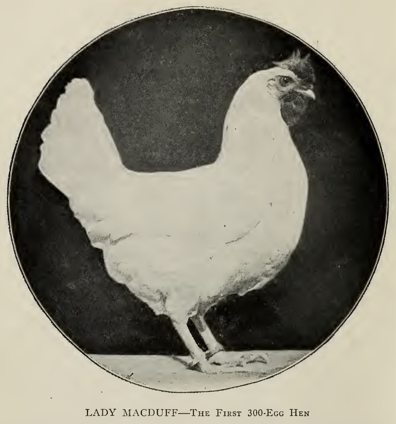 Poultry breeding and management